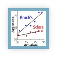 Thumbnail of linked paper showing that the sclera (outer surface of the eye) shows a parallel, though reduced, increase in protein modifications compared to inside the eye, suggesting it may be useful as a surrogate marker of what is happening within the eye.