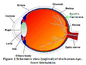 Schematic showing theanatomy of a human eye. Light is pre focused by the cornea, fine focused by the less and projected onto the retina. A fine filter lies behind the photosensitive retina, protecting it from toxic build up.